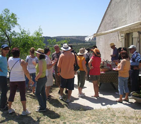 Visite et dégustation huile d'olive Provence