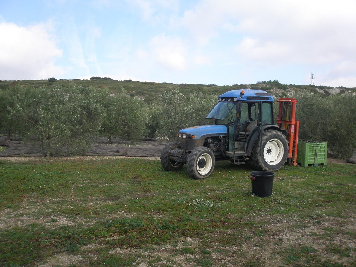 récolte olives 2015 Mas Sénéguier