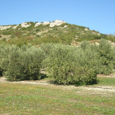 mas sénéguier domaine production familial huile d'olive en provence