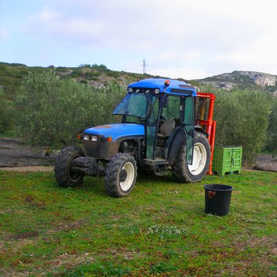mas sénéguier domaine production familial huile d'olive en provence
