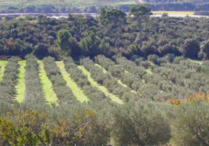 mas sénéguier producteur huile d'olives provence paca domaine familial dégustation huile olive provence