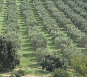 mas seneguier producteur huile olive