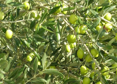 Huile d'Olive provençale de qualité producteur local