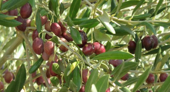 mas seneguier producteur huile olive