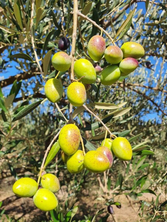 Huile d’Olive provençale de qualité producteur local