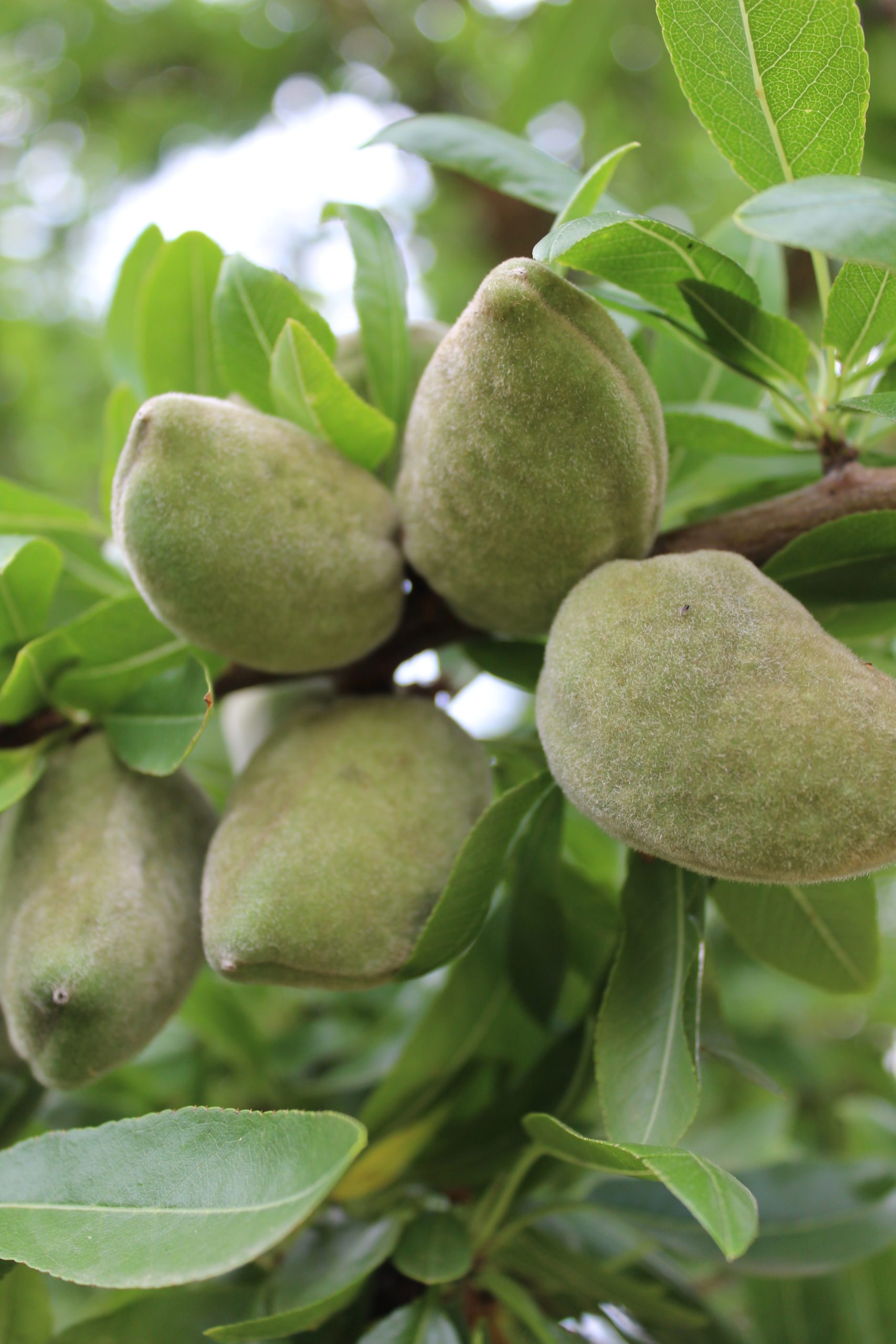 Notre production d’amandes de Provence