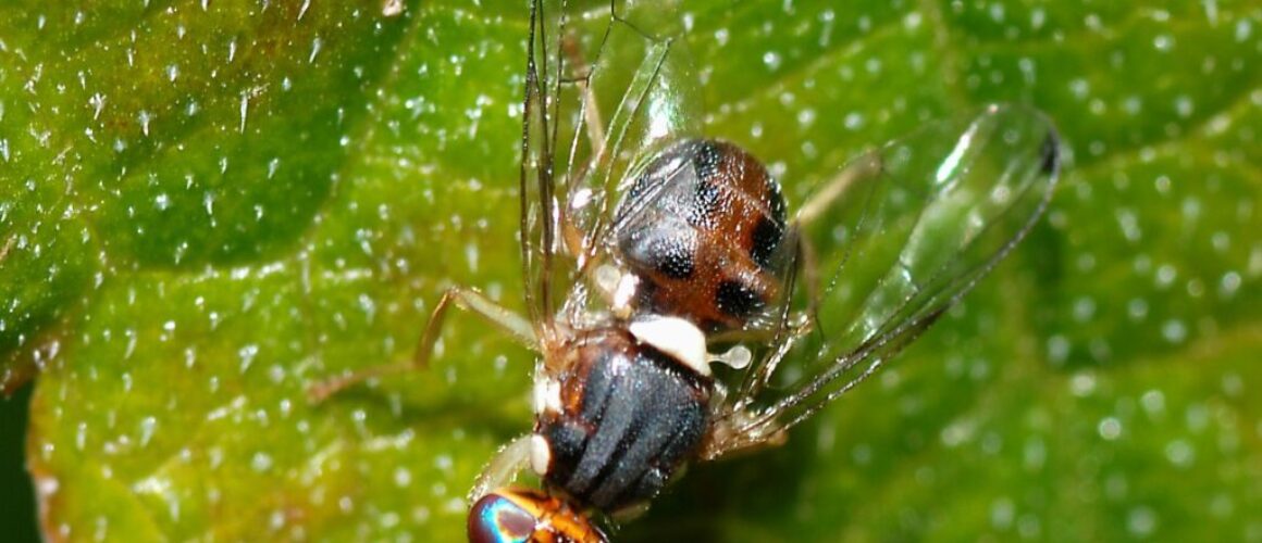 Fly_December_2007-11