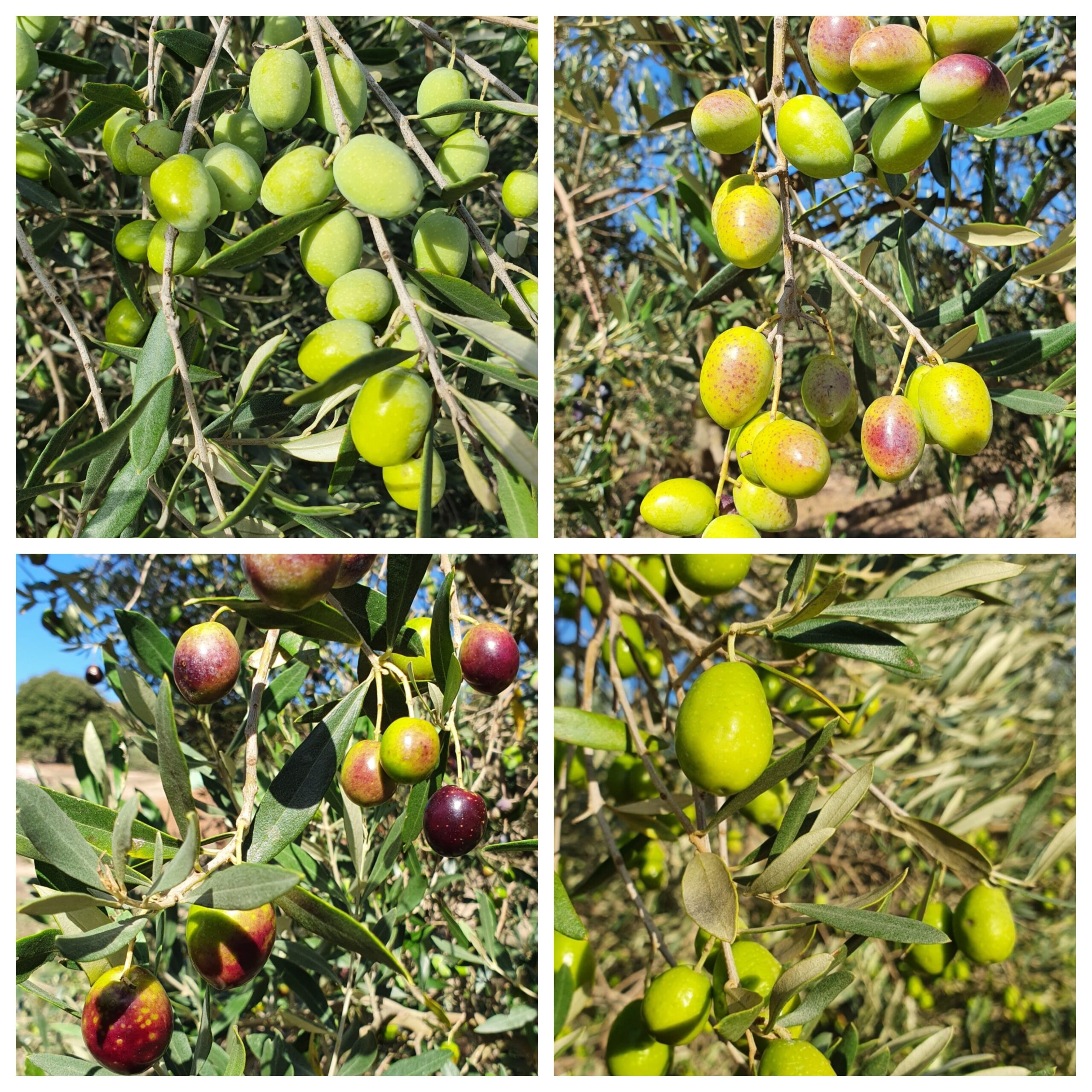 pixlr_20260323103911391